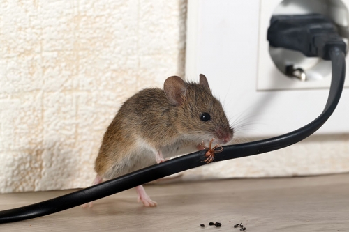 La derattizzazione: come intervenire in caso di infestazione da topi